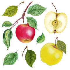 Watercolor botanical illustration of red and yellow realistic apple with leaves. Colorful. Fresh. Isolated on white