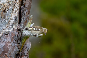 Small sparrow bird sitting on tree trunk looking down