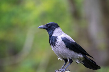 A black crow sitting on a pole