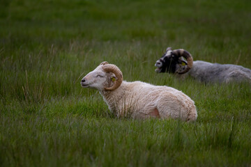 Sleeping goat lying in a meadow