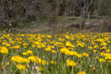 Field of yellow flowers with blurry foreground and background
