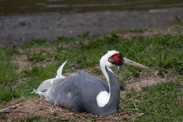 Japanese crane lying in its nest