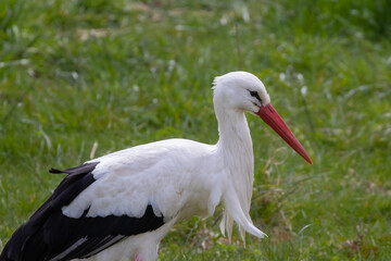 Stork in profile with grass background