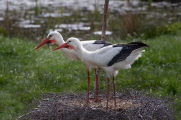 Two storks standing in their nest looking in the same direction