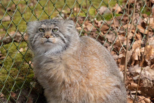 รูปภาพPallas เลือกดูภาพถ่ายสต็อก เวกเตอร์ และวิดีโอ316,553 Adobe Stock