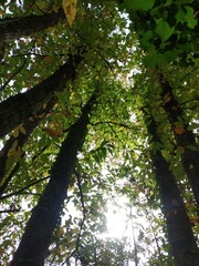 tree in the forest