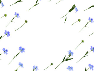 Frame of blue flowers and capsule with seed flax on a white background with space for text. Top view, flat lay