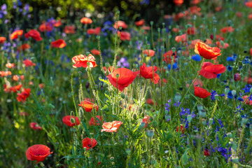 Fototapeta na wymiar Blooming wild flowers on the meadow at summertime