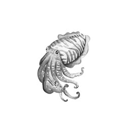 Aquarelle painting of fish sketch art illustration © NATALIIA TOSUN