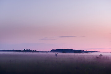Evening in a foggy field at sunset. The power of a girl with a camera and a phone photographing the landscape.