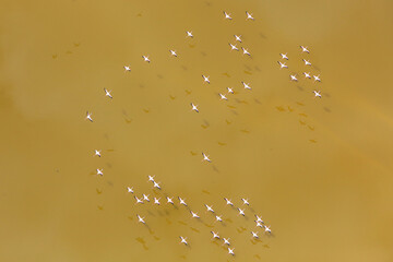 Aerial view of a flock of lesser flamingos over Lake Little Magadi in the Great Rift Valley. Little Magadi is part of Lake Magadi, the southernmost lake in the Kenyan Rift Valley, north of Tanzania.