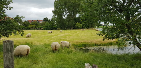 sheep on a meadow