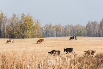 selective focus of cows with bulls standing in field against blue sky