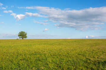 Fototapeta na wymiar panoramic view of green fields and tree with blue sky
