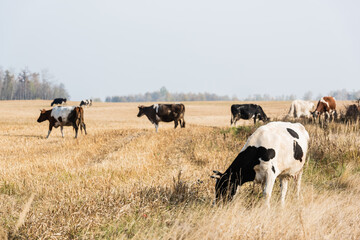 selective focus of herd of cows and bulls standing in pasture