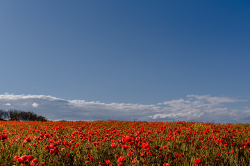 Fototapeta na wymiar Beautiful field with red poppies and blue sky