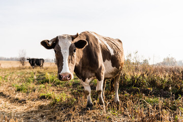 selective focus of cow looking at camera while standing in field
