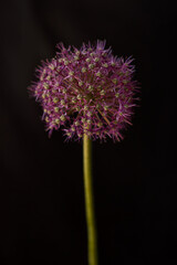 Garlic blooming on a black background