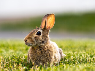 An eye level photo of a back yard bunny rabbit with brown fur laying in the grass with its ears up and a blade of grass hanging from its mouth, up close.  Wildlife photography.