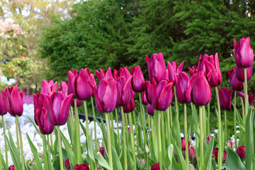 Red tulip flowers in natural sunlight