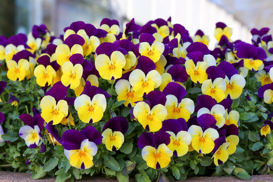Purple and wellow flowers in full blossom