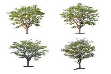 Set of trees.