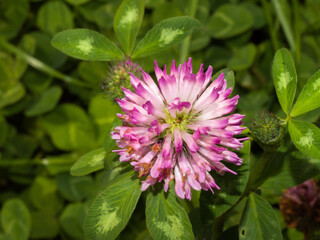 A close-up of a red clover (Trifolium pratense) plant in full flower during the summer season