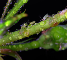 Aphids are small sap-sucking insects and members of the superfamily Aphidoidea. Common names include greenfly and blackfly, although individuals within a species can vary widely in colour.