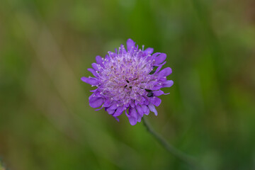 Purple flower blossom in a meadow in Sweden