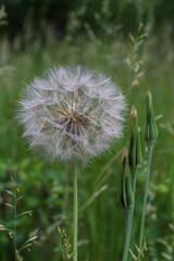 Withering dandelion flower in a meadow in portrait photograph