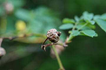 Withered berry in a macro photograph