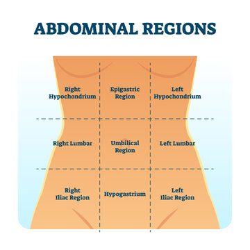 Abdominal quadrant regions scheme as stomach division vector illustration.