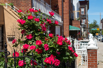 Beautiful Red Rose Bush during Spring in a Home Garden along the Sidewalk in Astoria Queens New York