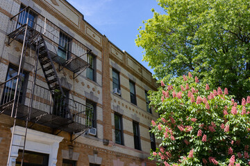 Row of Old Brick Residential Buildings with Beautiful Trees during Spring in Astoria Queens New York