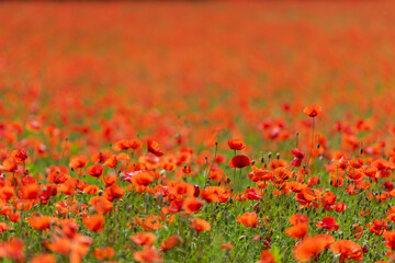 Fullframe shot of red poppy flowers blooming on pure plantation field on sunny day
