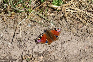 A sunlit butterfly on the ground