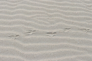 Bird footprints on a beach in Holland