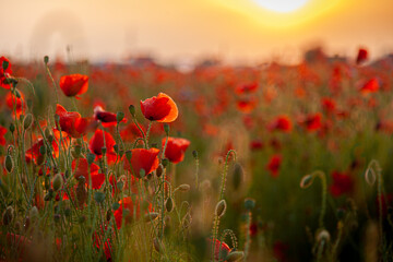 Fototapeta na wymiar Red poppies. Buds of wildflowers and garden flowers. Red poppy blossoms. Field of poppies. Background for postcards. Nature in the summer. Sunset sun. Copy space
