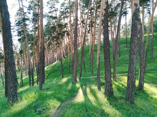 a walk in the woods with tall curved pine trees and rolling hills on a sunny day