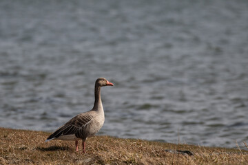 A wild goose standing on yellow grass with the ocean as background