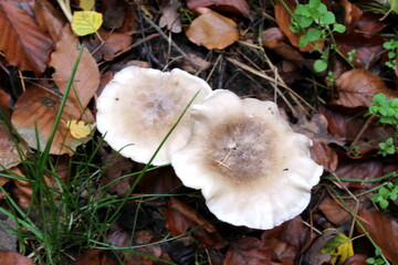 mushroom, natur, wald, pilz, herbst, mushroom, pilz, essen, gras, green, gelb, jahreszeit, moos, pflanze, makro, kappe, braun, holz, essbar, holz, blatt, giftig, blatt, giftpilz, wild