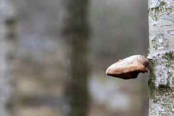 A tree mushroom growing out of a birch tree