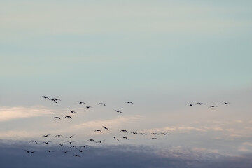 Silhouette of flock of birds against a cloudy sky
