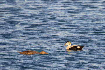 Two sunlit eider ducks in the ocean