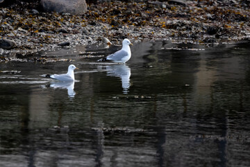 Two seagulls in the water by the beach