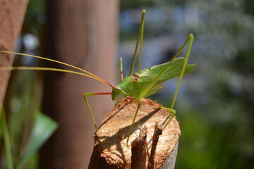 Grasshopper Tettigonia viridissima - Çekirge