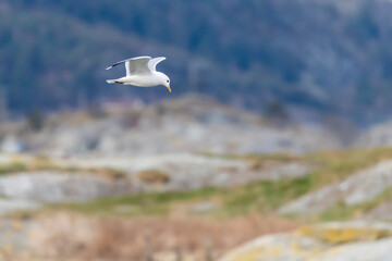 A seagull flying and looking down