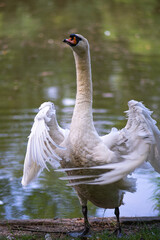 Dirigent (Höckerschwan)