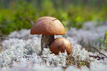 Two beautiful edible mushrooms in forest closeup on moss background, boletus edulis in group, red cap boletus.