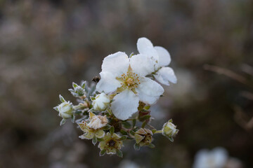 Flower petals with frost on them